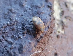 Litargus connexus