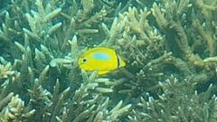 Chaetodon plebeius