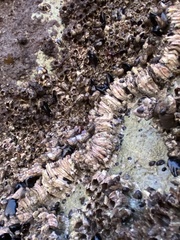 Semibalanus cariosus