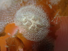 Corambe
