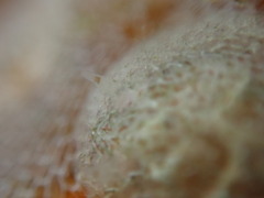 Corambe
