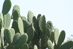 Empidonax wrightii