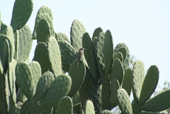 Empidonax wrightii