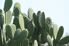 Empidonax wrightii