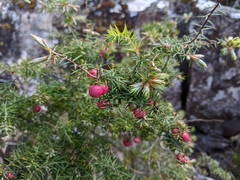 Leptecophylla divaricata