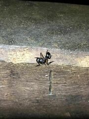 Polyrhachis femorata