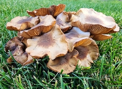 Armillaria mellea