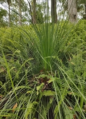 Xanthorrhoea glauca