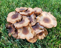 Armillaria mellea