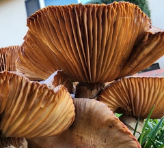 Armillaria mellea