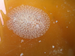 Corambe pacifica