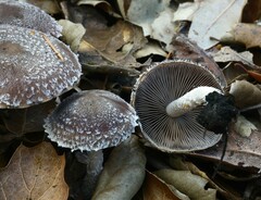 Pennatae