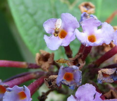 Aphanotrigonum huttoni