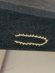 Nymphes