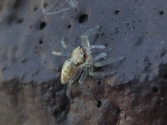 Phintelloides versicolor