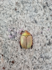 Anoplognathus olivieri