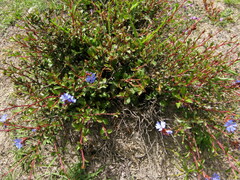 Ceratostigma griffithii