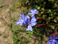 Ceratostigma griffithii
