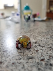 Anoplognathus olivieri