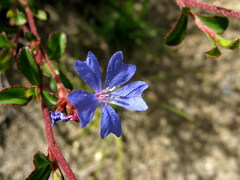 Ceratostigma griffithii
