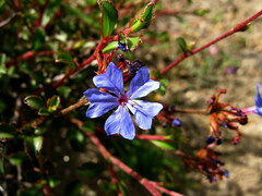 Ceratostigma griffithii