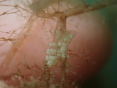 Eubranchus rustyus