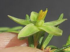 Hibbertia stricta stricta