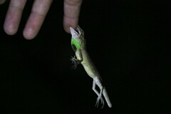 Pseudocalotes microlepis