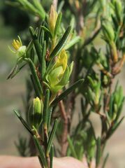 Hibbertia stricta stricta