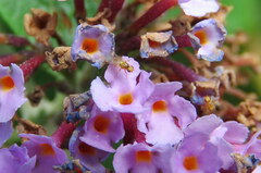 Aphanotrigonum huttoni