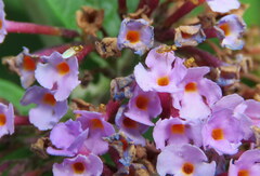 Aphanotrigonum huttoni