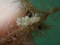 Eubranchus rustyus