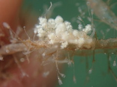 Eubranchus rustyus