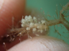 Eubranchus rustyus