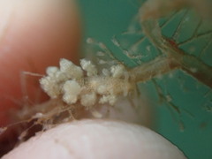 Eubranchus rustyus