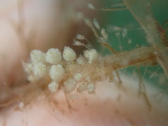 Eubranchus rustyus
