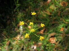 Bupleurum marginatum