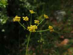Bupleurum marginatum