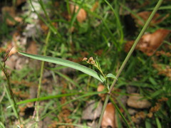 Bupleurum marginatum