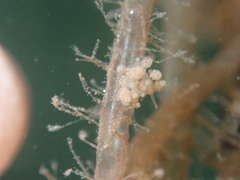 Eubranchus rustyus