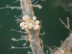 Eubranchus rustyus
