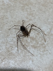 Scytodes globula