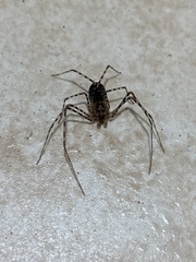 Scytodes globula