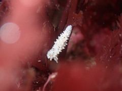 Aegires albopunctatus