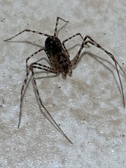 Scytodes globula