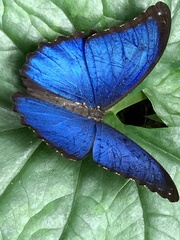Morpho