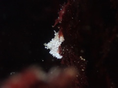 Aegires albopunctatus