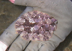 Dendrodoris tuberculosa