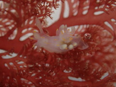 Ancula gibbosa