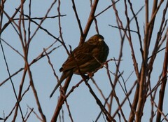 Emberiza